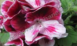 _Flower of pelargonium.