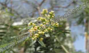 _Flower of peruvian pepper.