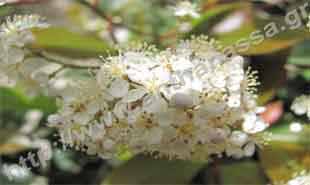 _Flower of photinia.