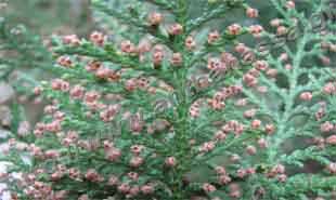 _Pollen bags of platycladus.