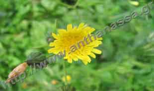 _Flower of sow thistle.