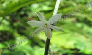 _Flower of spider plant.