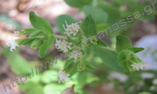 _Flower of stevia.