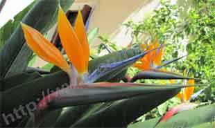 _Flower of strelitzia reginae.