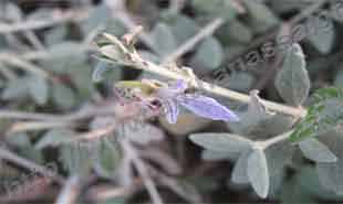 _Flower of teucrium.