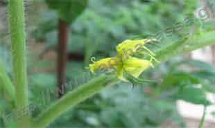 _Flower of tomato.