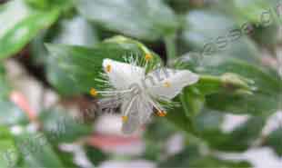 _Flower of tradescantia.