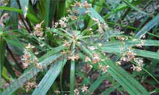 _Flower of umbrella sedge.