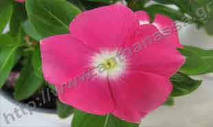 _Flower of vinca minor.