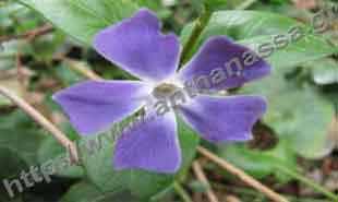 _Flower of vinca major.