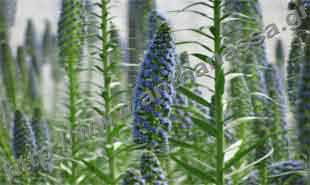 _Flower of viper bugloss.