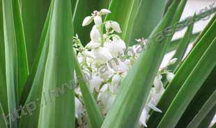 _Flower of yucca elephantipes.