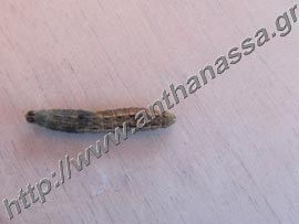 _Προνύμφη από νυκτόβια έντομα Noctuidae ή Agrotis species.