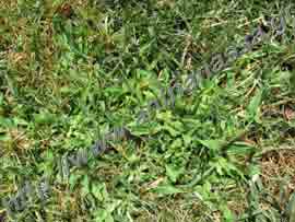 _Αιματόχορτο ή Digitaria sanguinalis ή hairy crabgrass.