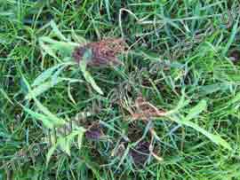 _Αιματόχορτο ή Digitaria sanguinalis.