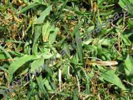 _Αιματόχορτο ή hairy crabgrass.