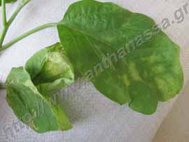 _Βερτισιλλίωση ή Verticillium σε φύλλα από μελιτζάνα.