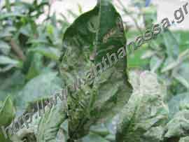 _Φυλλοκνίστης ή Phyllocnistis citrella σε φύλλα.