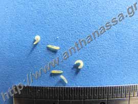 _Προνύμφες φυλλοκνίστη ή Phyllocnistis citrella larvae.
