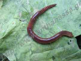 _Γεωσκώληκας ή earthworm σε φύλλο.
