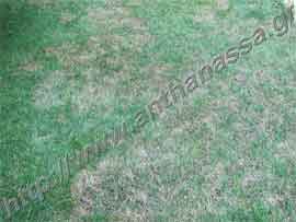 _Πύθιο γκαζόν ή turf pythium blight.