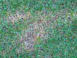 _Κηλίδα από πύθιο γκαζόν ή turf pythium blight.