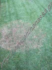 _Ριζοκτονίαση ή ριζοκτονία γκαζόν ή brown patch.