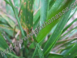 _Σκωρίαση γκαζόν ή rust ή Puccinia species και Uromyces species.