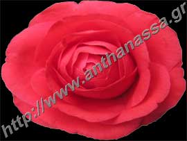 _Άνθος από καμέλια ή Camellia japonica.