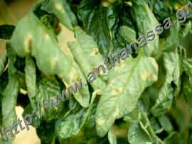 _Κλαδοσπορίωση τομάτας ή Cladosporium fulvum.