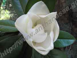 _Μανόλια μεγανθής ή Magnolia grandiflora και άνθος.