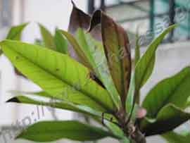 _Πιθανή τροφοπενία καλίου σε μανώλια ή Magnolia grandiflora.