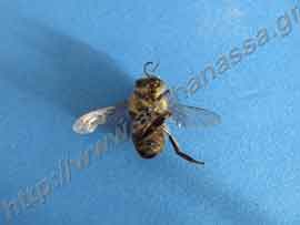 _Νεκρή μέλισσα από εντομοκτόνο.