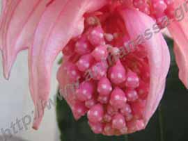 _Άνθος από Medinilla magnifica.