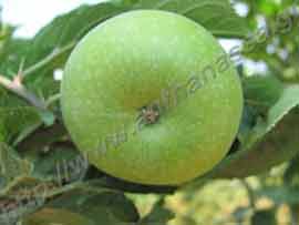 _Μήλο σε μηλιά σε κήπο ΑΝΘΑΝΑΣΣΑ.