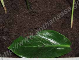 _Μόσχευμα φύλλου από ζαμιοκούλκας ή Zamioculcas zamiifolia.