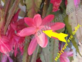 _Μελίγκρες σε Disocactus phyllanthoides ή Nopalxochia phyllanthoides.