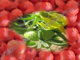 _Ντομάτες ή Solanum lycopersicum.