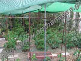 _Καλλιέργεια ντομάτας σε κήπο με κάλυψη από δίκτυ.