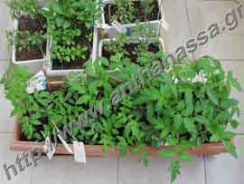 _Φυτάρια από σπόρο για καλλιέργεια ντομάτας σε κήπο.