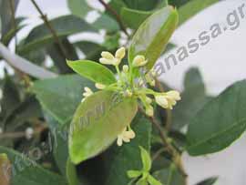 _Άνθη από όσμανθος εύοσμος ή Osmanthus fragrans.