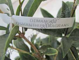 _Όσμανθος εύοσμος ή Osmanthus fragrans.