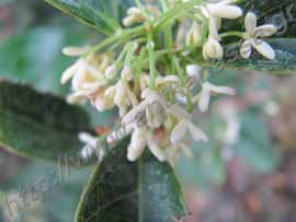 _Μερικά άνθη από Osmanthus fragrans.