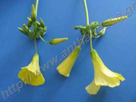 _Κομμένα άνθη από οξαλίδα ή Oxalis sp.