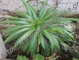 _Παχυπόδιο ή Pachypodium lamerei.