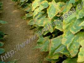 _Περονόσπορος ή Phytophthora infestans σε αγγουριές.