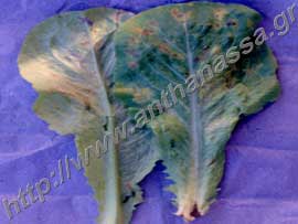 _Περονόσπορος ή Phytophthora infestans σε φύλλα μαρουλιού.
