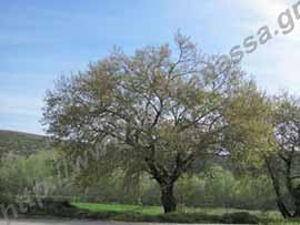 _Πλάτανος ή plane tree.