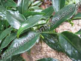 _Φύλλα από σαρκοκόκκα ή Sarcococca confusa.