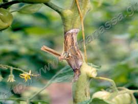 _Σκληρωτινίαση ντομάτας ή Sclerotinia sclerotiorum.